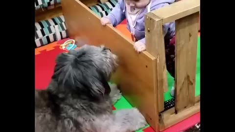 Heartwarming Moments of a Boy and His Playful Pup