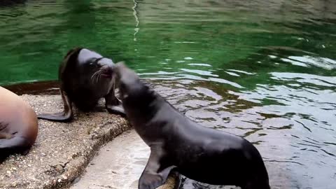 Two Seals fighting with each others 😂