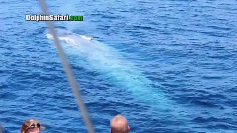 Dana Point Whale Watchers Have Exciting Up-Close Encounter with Blue Whale