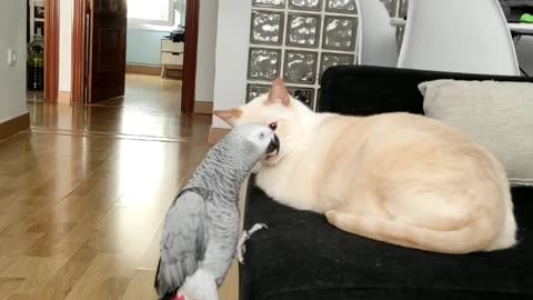 Parrot Teases Exasperated Cat