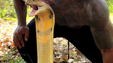 kisses for kingcobra