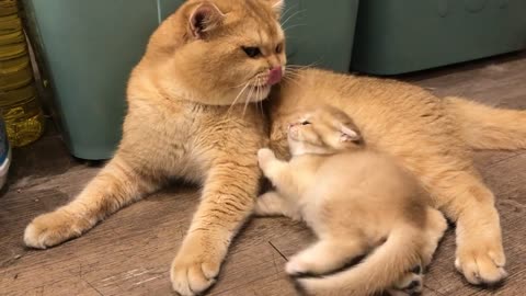 Two kittens playing