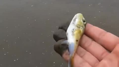 Little fish near beach