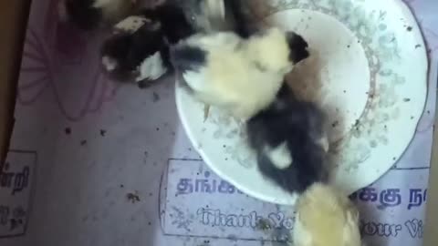 Cute Little Chickens too hungry