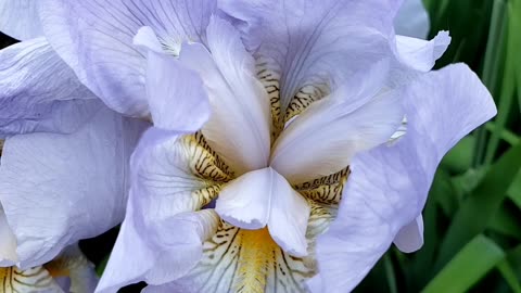 Purple Bearded Iris Flower in Spring 2023