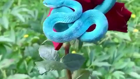 A blue viper on red velvet rose