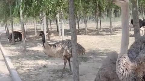 ostriches