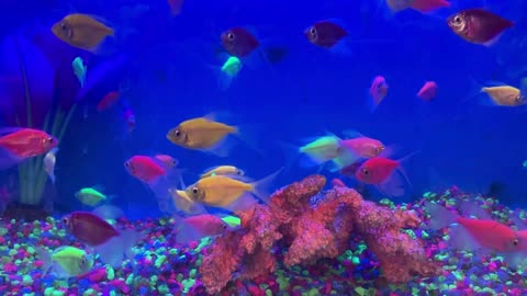 THESE FISH ARE BEAUTIFUL