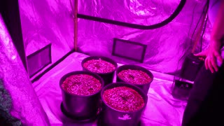 Week 2 How to Feed Autoflowers - Our Nutrient Schedule