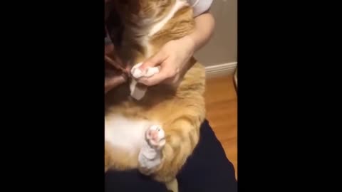 Awesome SO Cute Cat ! Cute and Funny Cat Videos to Keep You Smiling! 🐱10
