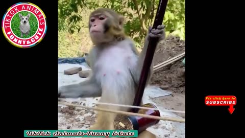 ANIMALS FUNNY CUTE VIDEOS 2023