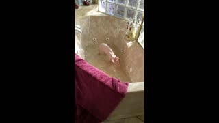 Sphynx cat loves playing in the water at bath time
