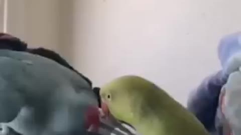 Two Parrot singing and dancing ,funny