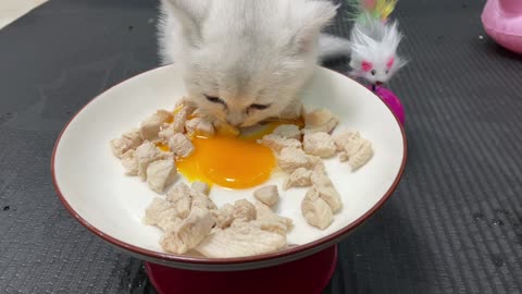 Make delicious food for kittens, the sound of eating is super healing😍😂