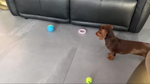 Crazy Dachshund chases ball that’s alive