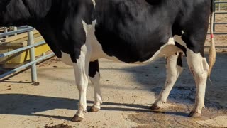 Farmers Rescue Cow That Slipped Through Rotary Dairy