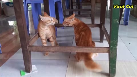 Cutie cats fighting playing funny