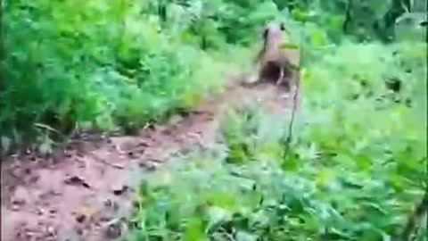 Gemoy Calves of Elephants Playing Slides in the Forest