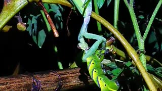 Praying Mantis Eats Death's-head Hawk-moth Caterpillar