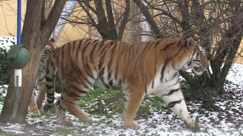 WINTER WONDERLAND: Animals At The World's Oldest Zoo Overjoyed Over First Snow Cover In The City
