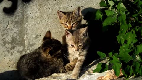 beautiful playing kittens I cat I pet cat