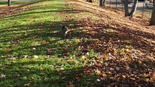 Autumn walk