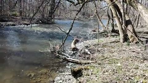 Broken Tree Survives in Dog's God Park (Mother Nature's Spring Dub)