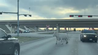 Cow Escapes Police