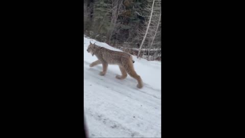 VIRAL | Extreme close-up footage of wild Alberta lynx casually walking by