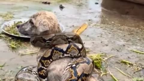 Watch as this unsuspecting pup gets caught in the jaws of a giant snake