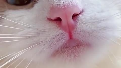 Beautiful cat voice