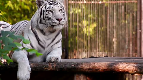 White tiger resting and yawning