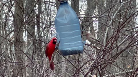 House Finch bullying Cardinal