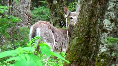 White-tailed deer