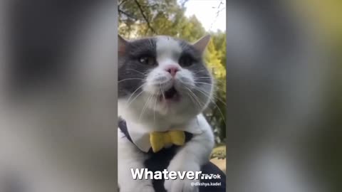 cat says whatever