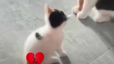 So cute 🥰 kitten 😺 chat with her mom cat 😸 hahah funny