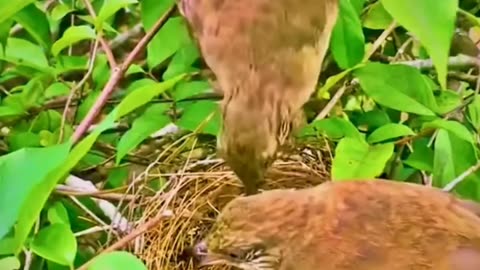 Heart touching video, Mother bird rescuing her young from ants