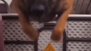 The Missile... Fury Missile | Funny Dog Clip