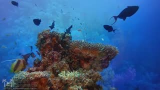 11 HORAS de maravilhas subaquáticas em 4K + música relaxante - recifes de corais e vida marinha