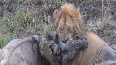 Lion Takes Down a Wildebeest - Wildest Kruger Sightings