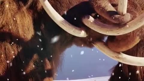 .Facts You Didn't Know About Mammoths #shorts