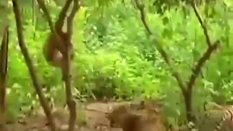 Daring Baboon Doing Dare 🤯🤯😂