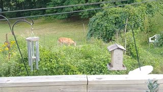 Deer - Afternoon Snack