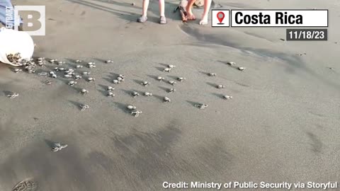 TURTLE TIME!!! Hundreds of Baby Turtles RUN to Freedom After Being Rescued From Poachers