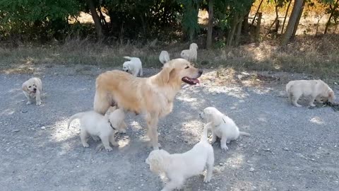 How a dog mother teach her puppies to leave her in peace and stop drink milk