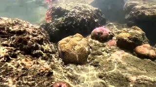 Florida's coral reefs suffer as temperatures rise