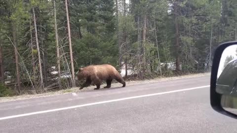 Campers Stop And Patiently Wait in Their Truck for Cubs to Pass