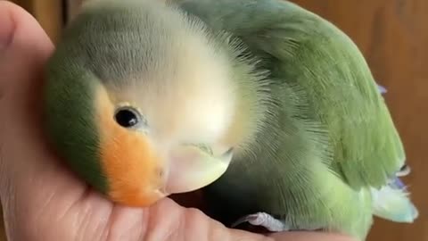 "Adorable Avian: Meet the Cute Parrot that Will Melt Your Heart"