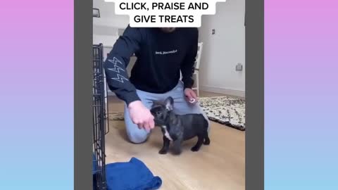 How to train your puppy in cage