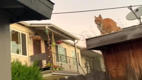 Cats have a unique way of seeing the world, even from the highest points! 🌆🐈 #CatPerspective